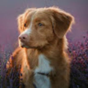 Meet your Posher, Frances